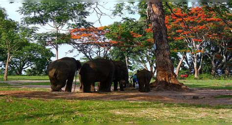 Exploring The Bright And Dark Side Of Coorgs Dubare Elephant Camp