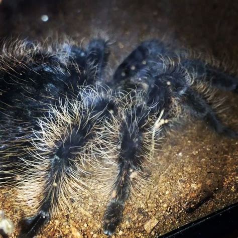 110 Pet tarantula ideas | pet tarantula, tarantula, arachnids