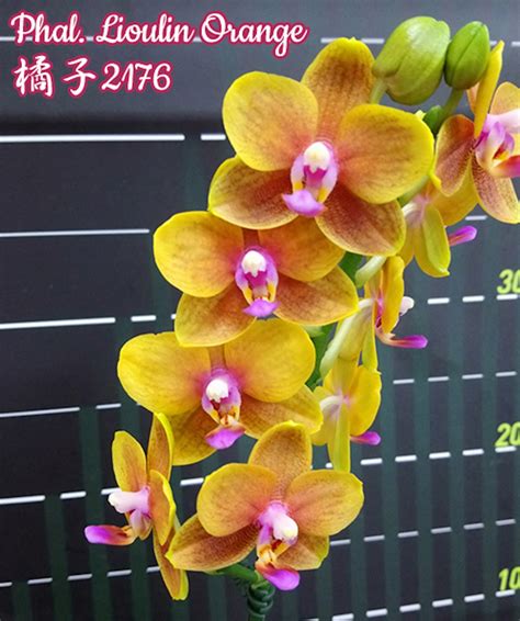 Orhidee Phalaenopsis Lioulin Orange