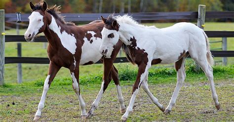 Baby Paint Horse Pictures