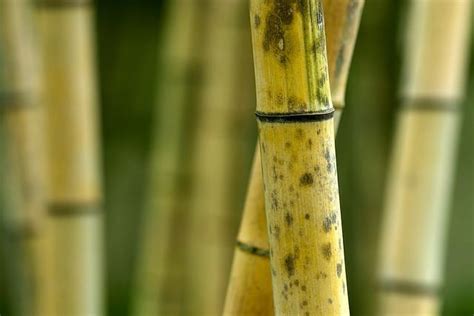 4 Health Benefits of Eating Bamboo Shoots – Inspiyr.com