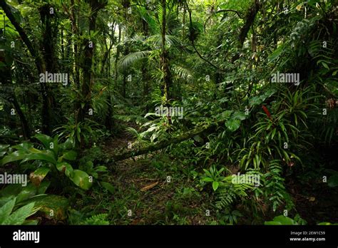 Lush vegetation Banque de photographies et dimages à haute résolution