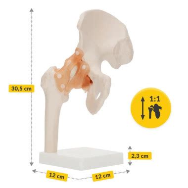 4FIZJO Model anatomiczny stawu biodrowego z więzadłami 3D skala 1 1