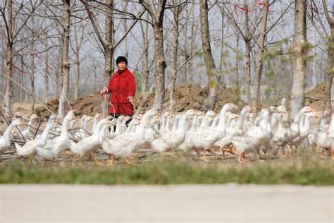 安徽阜阳：林下养殖拓富路 人民图片网