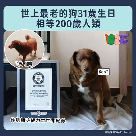 世界上最老嘅狗31歲 換算人類年齡佢就超過200歲 香港高登討論區