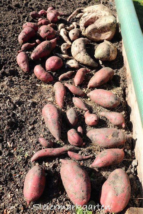 S Kartoffeln Anbauen Vorziehen Pflegen Ernten Steiermarkgarten