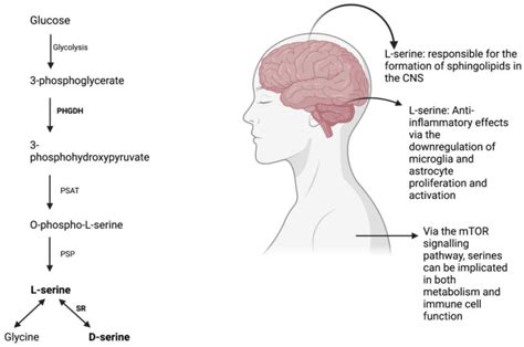 Biomedicines Free Full Text L Serine Neurological Implications And