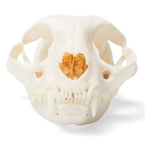 3B Scientific - Buy Real Cat Skull - Free Shipping