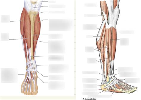 Lower leg muscles Diagram | Quizlet