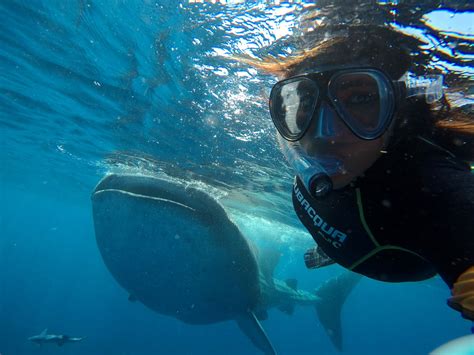 Cancun Whale Shark Snorkeling Tour Captain Whale Shark