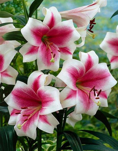 Лилия Триумфатор: фото и описание, посадка и уход