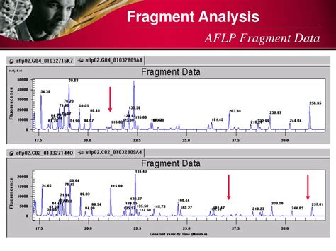 Ppt Capillary Gel Electrophoresis Cge Powerpoint Presentation Free Download Id2624443