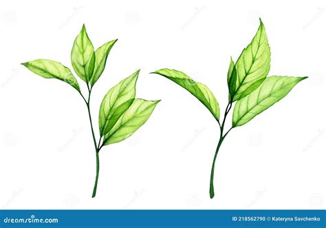 Watercolor Green Leaves Set Transparent Fresh Branches Isolated On