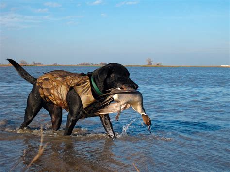 Duck Hunting Mendota Wildlife Area - Game & Fish