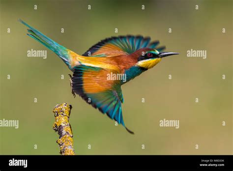 Bijeneter In Vlucht Bee Eater In Flight Stock Photo Alamy