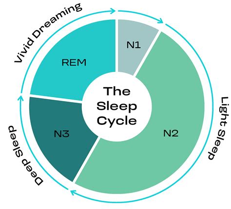 understanding sleep cycles   impact  sleep  night