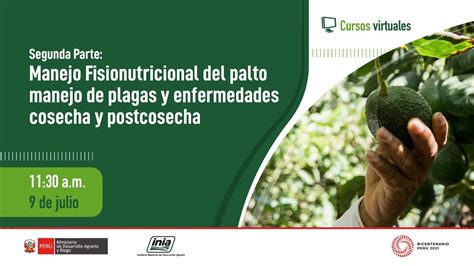 Manejo Fisionutricional Del Palto Manejo De Plagas Y Enfermedades