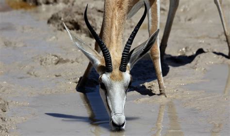 Springbok - Ray Brown Wildlife Photography | Ray Brown Wildlife Photography