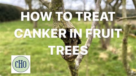 How To Treat Canker In Fruit Trees Organically Youtube