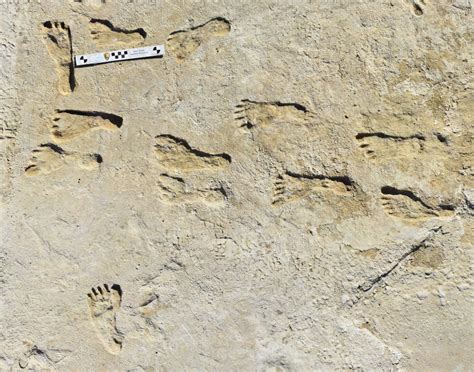 Study Confirms Age Of Oldest Fossil Human Footprints In North America