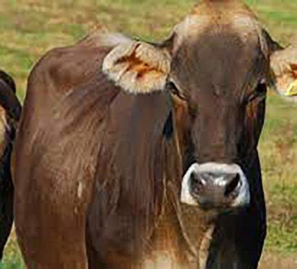 Brown Swiss cattle - Being A Good Farmer