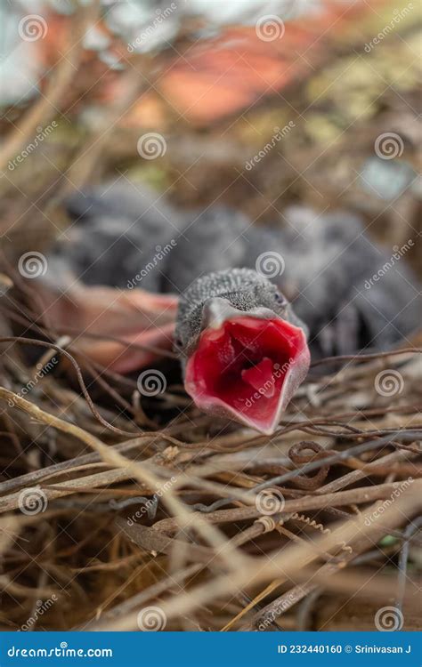 Baby Crow Is Lying In The Nest And Hatching Waiting For Their Mother