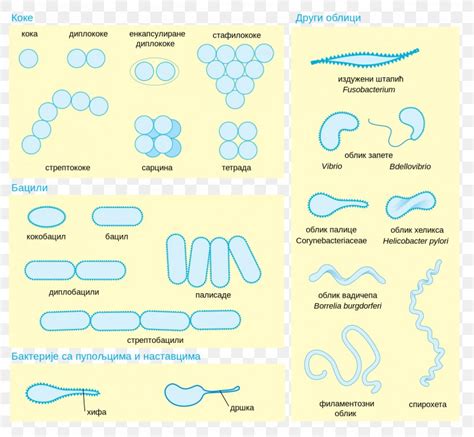 Bacterial Cell Morphology