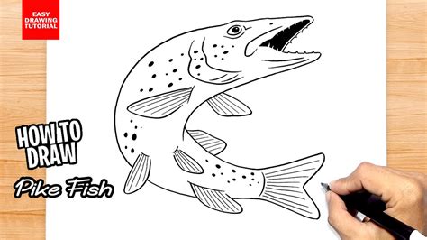 How To Draw Pike Fish Youtube