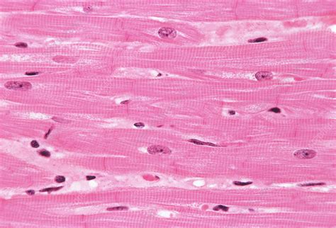 Cardiac Muscle Stock Image P Science Photo Library