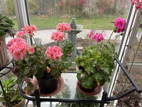 how to overwinter geraniums 8