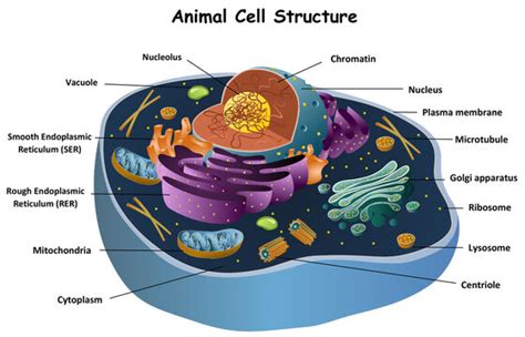 Microtubule Animal Cell