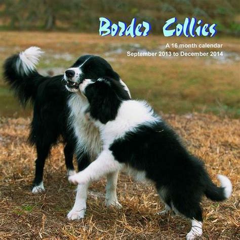 Border Collies 2014 Wall Calendar Magnum Calendars Amazon In Books