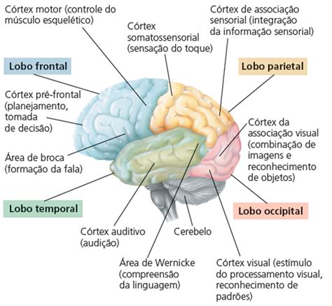 Córtex Cerebral