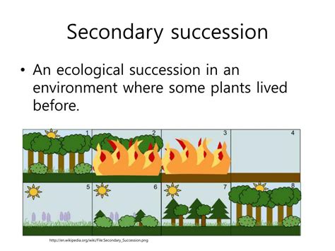 Ppt Ecological Succession Powerpoint Presentation Free Download Id