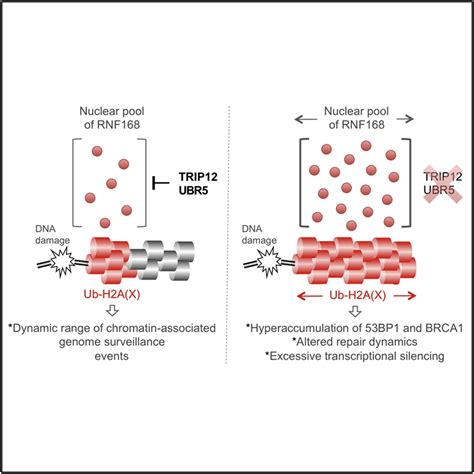 Trip And Ubr Suppress Spreading Of Chromatin Ubiquitylation At