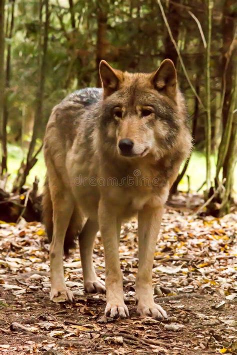 Retrato De Un Lobo En Bosque Del Otoño Imagen de archivo Imagen de