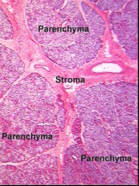 Was sind Stroma und Parenchym Histologie Epithelien und Drüsen