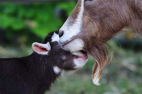 Premium Photo Close Up Of Goats On Field