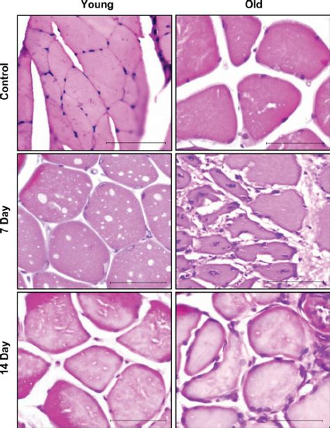 Hematoxylin And Eosin H And E Stained Slides Of Representative