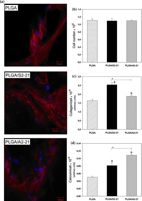 Phalloidin DAPI Staining A Of MG 63 Cells Cultured In 3D PLGA