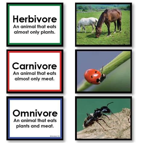 Herbivore Carnivore Or Omnivore Sorting Cards Herbivore And