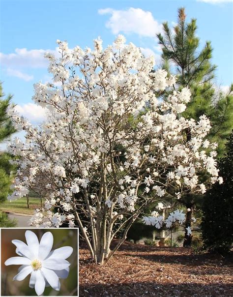 Royal Star Magnolia — Affordable Trees