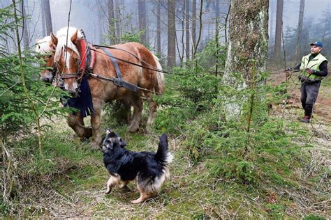 Suhl Zella Mehlis Waldschonendes Mensch Tier Quartett Suhl Zella