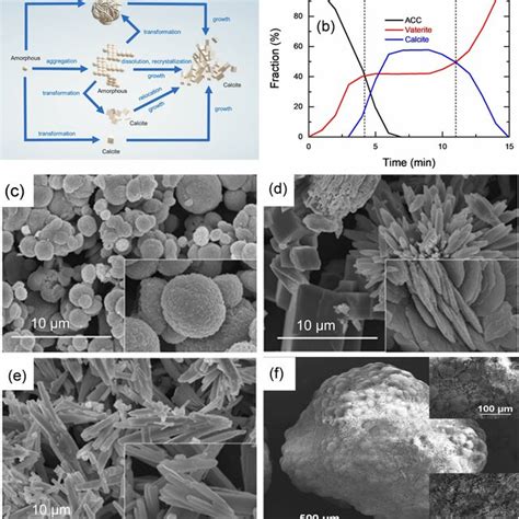 a Reaction route of the calcium carbonate polymorphs (Adapted from ...