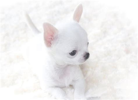 Teacup Chihuahua Puppies Teacup Marketplace