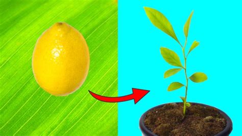 HOW TO GROW LEMON TREES FROM SEED Fast And Easy Explanation YouTube