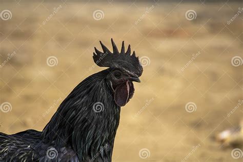 Kadaknath Kali Masi Chicken Bree Of India Madhya Pradesh Stock Photo