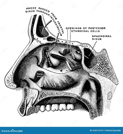 External Wall Of Nasal Cavity Vintage Illustration Stock Vector