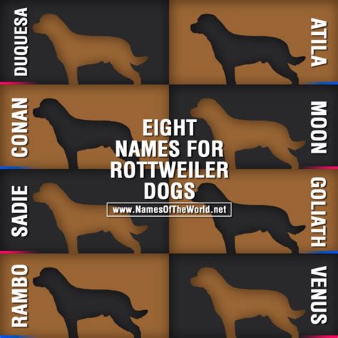 Eight names for rottweiler dogs