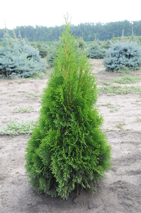 Туя западная Смарагд Thuja occidentalis Smaragd - Купить хвойные ...